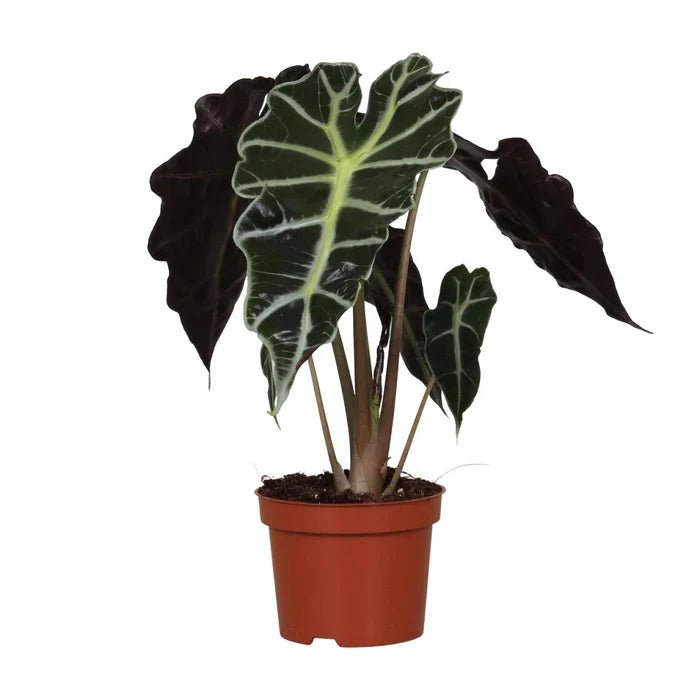 Alocasia Amazonica ‘Polly’ – Elefantenohr pflegen, Standort wählen & tropische Eleganz genießen - Green Guardia - Ihr Experte für Schädlinge und Pflanzen