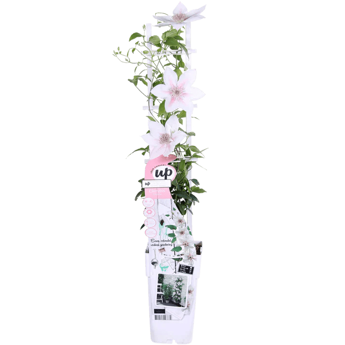 Clematis ‘Corinne’ pflegen – kompakte Waldrebe für Balkon & Garten - Green Guardia - Ihr Experte für Schädlinge und Pflanzen