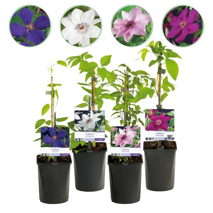 Clematis ‘Rainbow’ pflegen – mehrfarbige Kletterpflanze für lebendige Gärten - Green Guardia - Ihr Experte für Schädlinge und Pflanzen