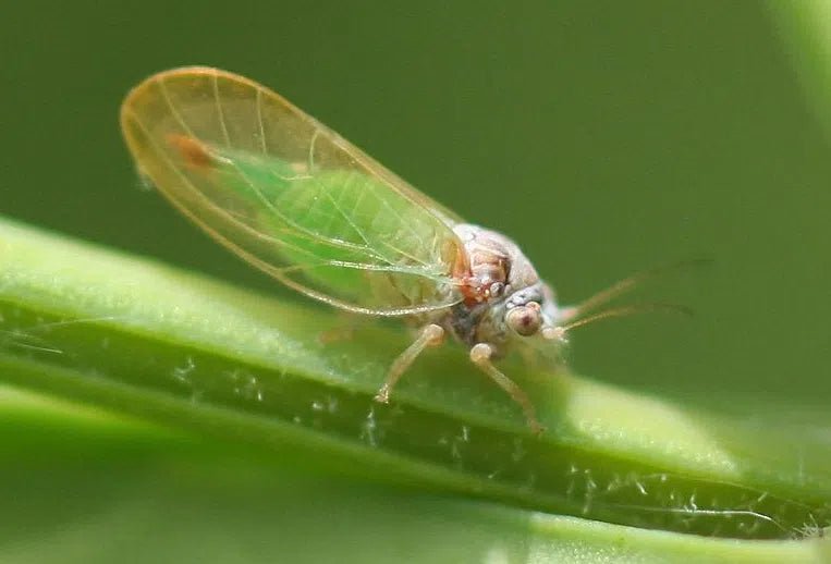 Effektive Strategien zur Bekämpfung von Blattflöhen: Natürliche Methoden für einen gesunden Garten - Green Guardia - Ihr Experte für Schädlinge und Pflanzen