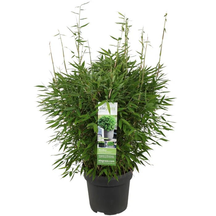 Fargesia ‘Moontears’® Boobux pflegen – kompakter Gartenbambus für Kübel & Beete - Green Guardia - Ihr Experte für Schädlinge und Pflanzen