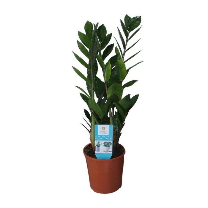 Glücksfeder (Zamioculcas zamiifolia) – Die unkaputtbare Zimmerpflanze: Tipps für Pflege, Standort und Wachstum - Green Guardia - Ihr Experte für Schädlinge und Pflanzen