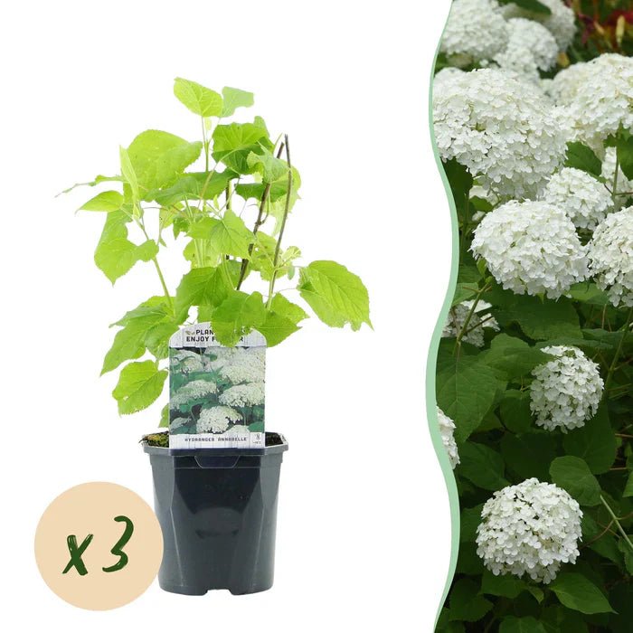 Hydrangea arborescens ‘Annabelle’ pflegen – Standort, Schnitt & üppige Blütenfülle - Green Guardia - Ihr Experte für Schädlinge und Pflanzen