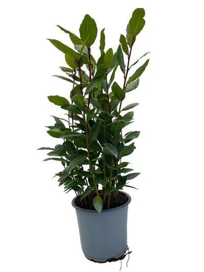 Laurus nobilis – Der Echte Lorbeer: Edle Optik und würziger Genuss für dein Zuhause - Green Guardia - Ihr Experte für Schädlinge und Pflanzen