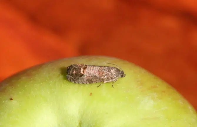Pflaumen- und Apfelwickler natürlich bekämpfen: Effektive Methoden für gesunde Obstbäume - Green Guardia - Ihr Experte für Schädlinge und Pflanzen