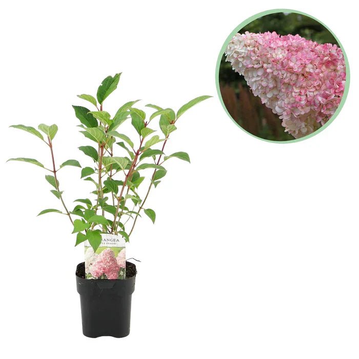 Rispenhortensie ‘Vanille Fraise’ pflegen – Standort, Schnitt & Blütenpracht - Green Guardia - Ihr Experte für Schädlinge und Pflanzen