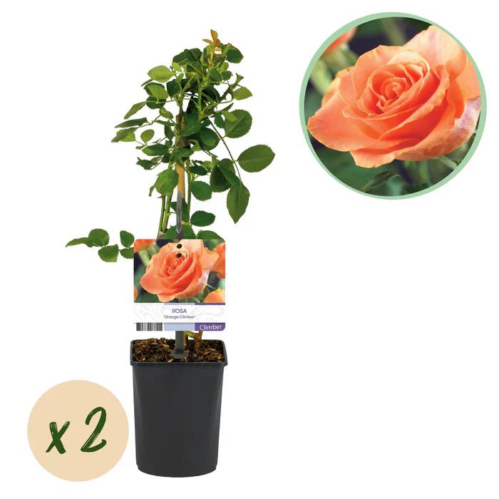 Rosa ‘Orange Climber’ pflegen – leuchtend orange Kletterrose für Garten & Terrasse - Green Guardia - Ihr Experte für Schädlinge und Pflanzen