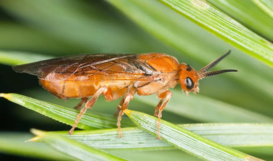 Schutz vor Kiefernbuschhornblattwespe: Natürliche Wege zur Schädlingsbekämpfung - Green Guardia - Ihr Experte für Schädlinge und Pflanzen
