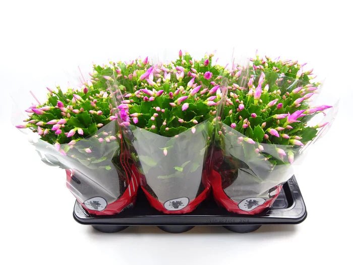 Weihnachtskaktus (Schlumbergera) pflegen – Standort, Blüte & häufige Probleme - Green Guardia - Ihr Experte für Schädlinge und Pflanzen