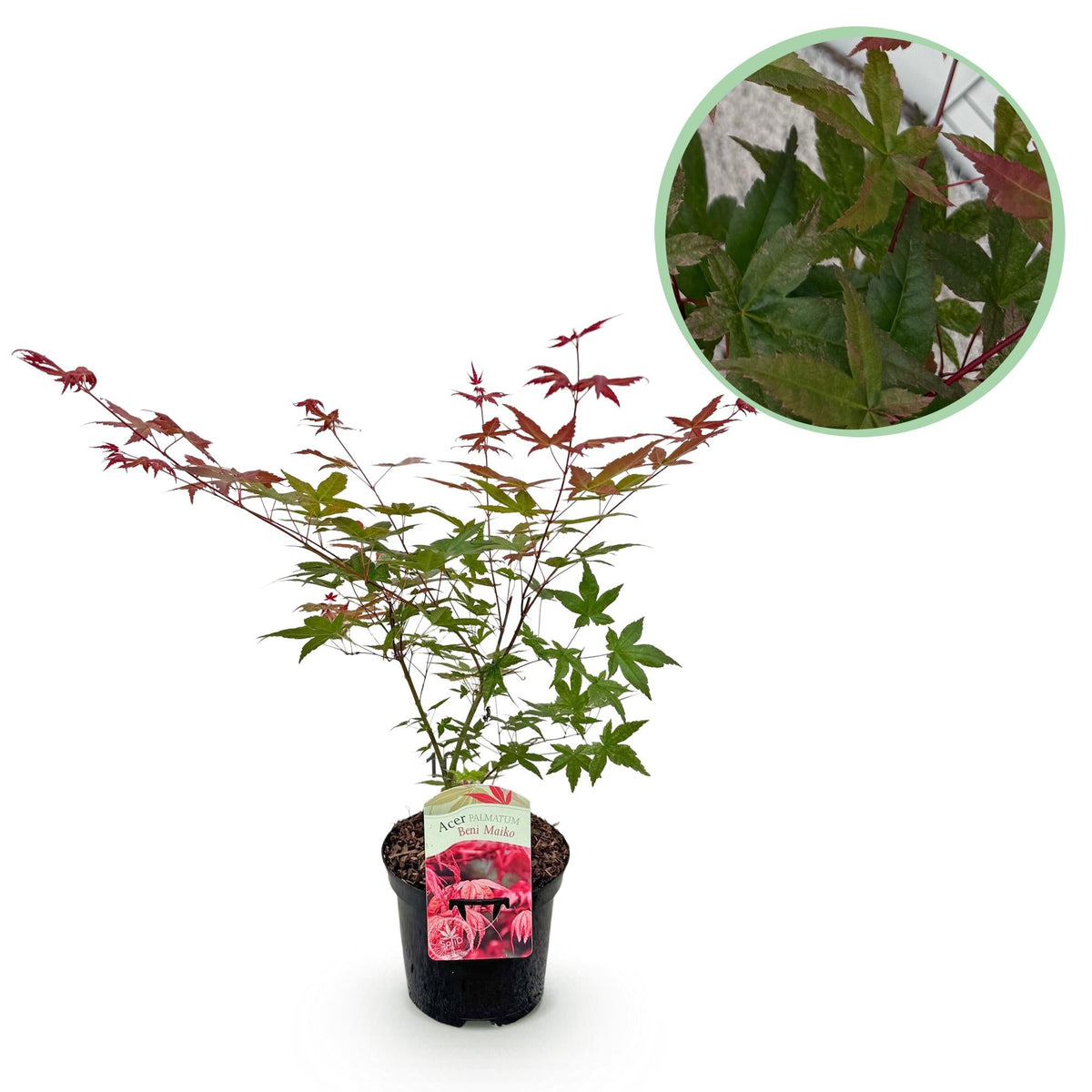 Acer Palmatum ‘Beni Maiko’ – Japanischer Ahorn, laubabwerfend – 19 cm Topf, 70 cm hoch - Green Guardia - Ihr Experte für Schädlinge und Pflanzen