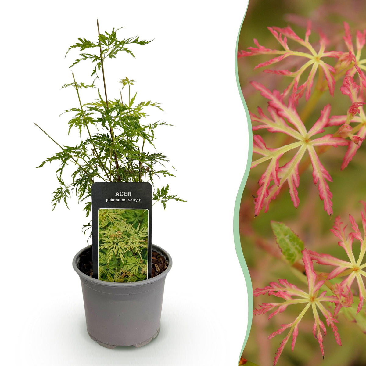 Acer palmatum ‘Seiryu’ – laubabwerfend & pflegeleicht – grün – 12 cm Topf, ca. 35 cm hoch - Green Guardia - Ihr Experte für Schädlinge und Pflanzen