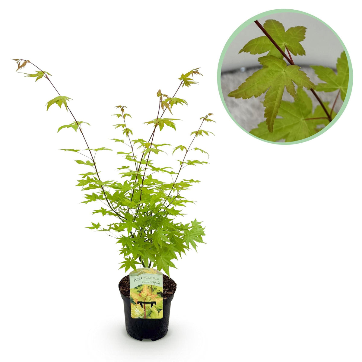 Acer Palmatum ‘Summergold’ – Japanischer Ahorn, laubabwerfend – 19 cm Topf, 70 cm hoch - Green Guardia - Ihr Experte für Schädlinge und Pflanzen