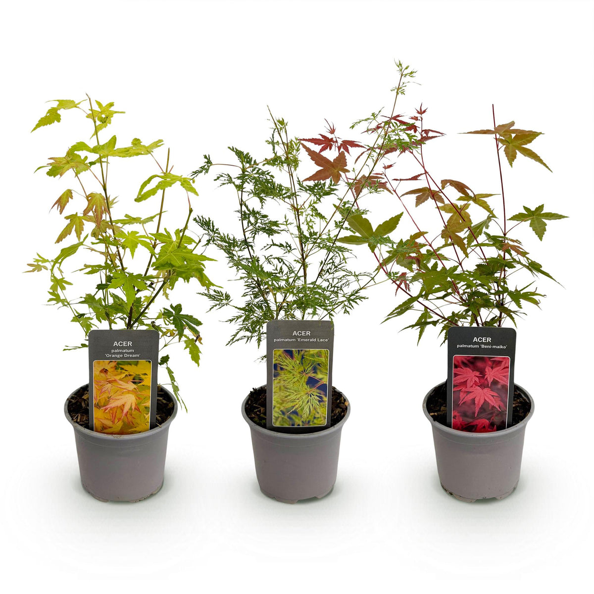 Acer palmatum ‘Tricolour’ – 3 Pflanzen – laubabwerfend & pflegeleicht – rot - grün - orange – 12 cm Topf, ca. 35 cm hoch - Green Guardia - Ihr Experte für Schädlinge und Pflanzen