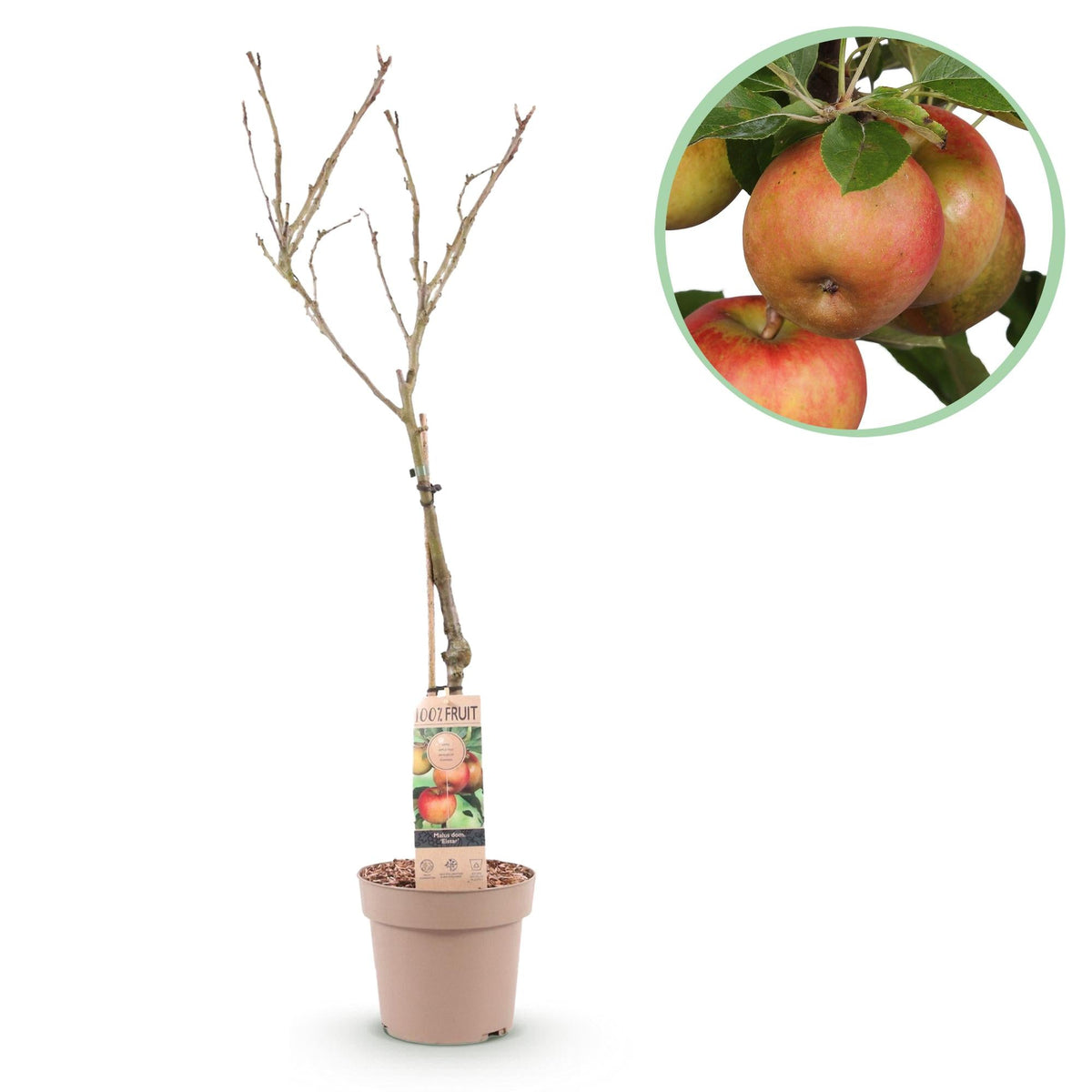 Apfelbaum „Elstar“ – im Topf, 90 cm hoch - Green Guardia - Ihr Experte für Schädlinge und Pflanzen