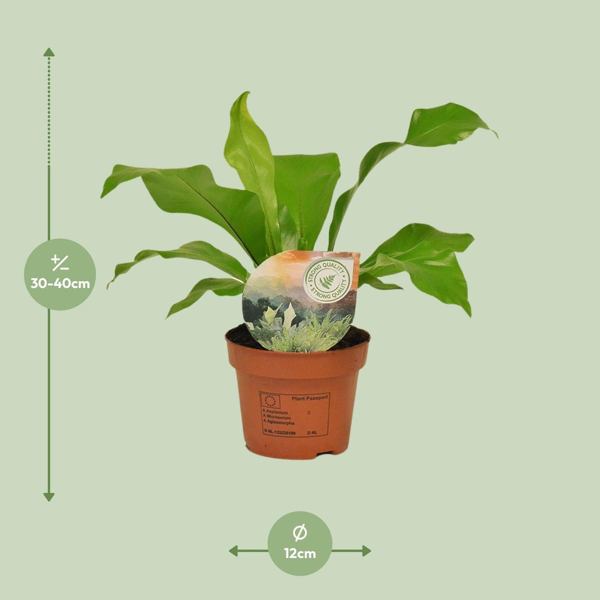 Asplenium nidus – Nestfarn – verschiedene Größen - 35 - 60 cm hoch - Green Guardia - Ihr Experte für Schädlinge und Pflanzen