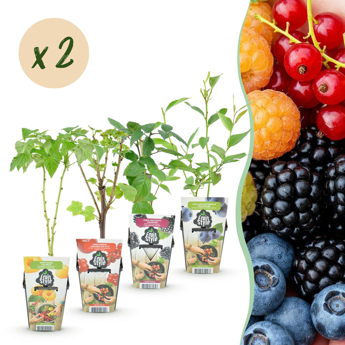Beerenmix ‘Regenbogen’ – rote Johannisbeere, gelbe Himbeere, schwarze Brombeere & Blaubeere – winterhart – 8 Pflanzen – 9 cm Topf - Green Guardia - Ihr Experte für Schädlinge und Pflanzen