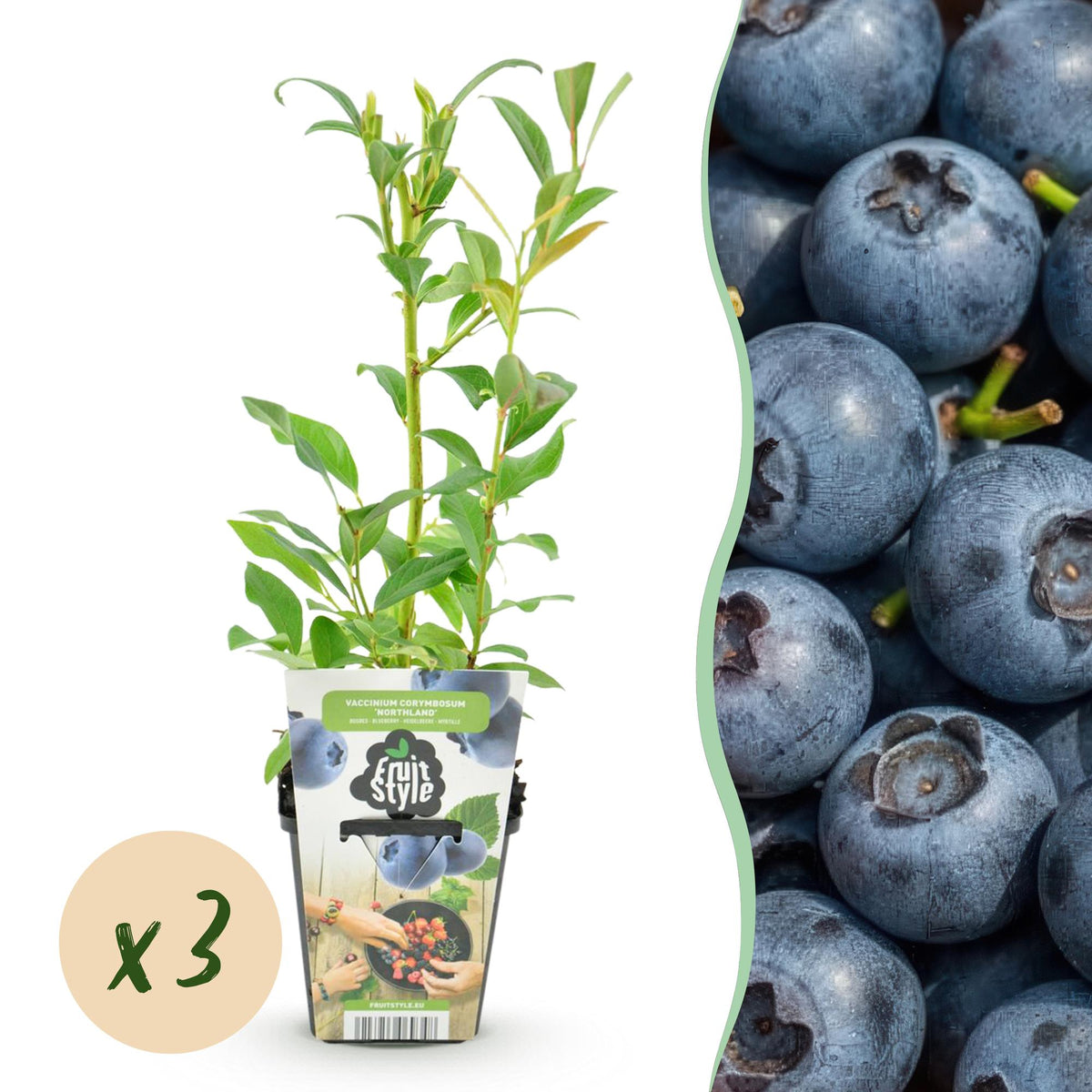 Blaubeere – Vaccinium corymbosum ‘Northland’ – winterhart – blaue Beeren – 3 - 6 Pflanzen – 9 cm Topf - Green Guardia - Ihr Experte für Schädlinge und Pflanzen