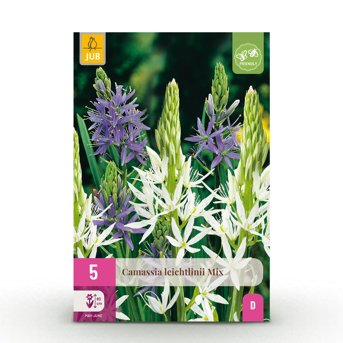 Blumenzwiebeln – Camassia leichtlinii Mix – winterhart & mehrjährig – lila & weiß – 5 Stück – Zwiebelgröße 12/14 – XXL Pack - Green Guardia - Ihr Experte für Schädlinge und Pflanzen