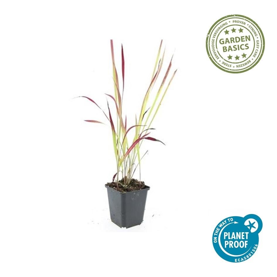 Blutgras ‘Red Baron’ – kompaktes Ziergras, 10–25 cm, 9 cm Topf - Green Guardia - Ihr Experte für Schädlinge und Pflanzen