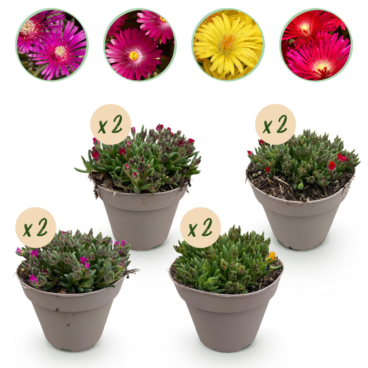 Bodendecker – Delosperma – winterhart – 8 Pflanzen – rot, gelb, lila & rosa – pflegeleicht – 14 cm Topf, ca. 17 cm hoch - Green Guardia - Ihr Experte für Schädlinge und Pflanzen