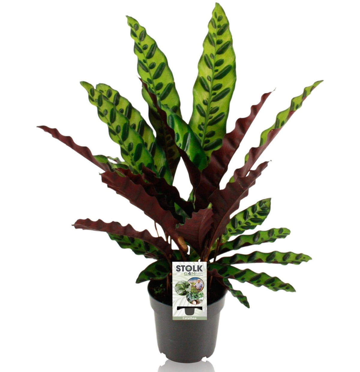 Calathea lancifolia ‘Insignis’ – Korbmarante – 14 cm Topf, 45 cm hoch - Green Guardia - Ihr Experte für Schädlinge und Pflanzen