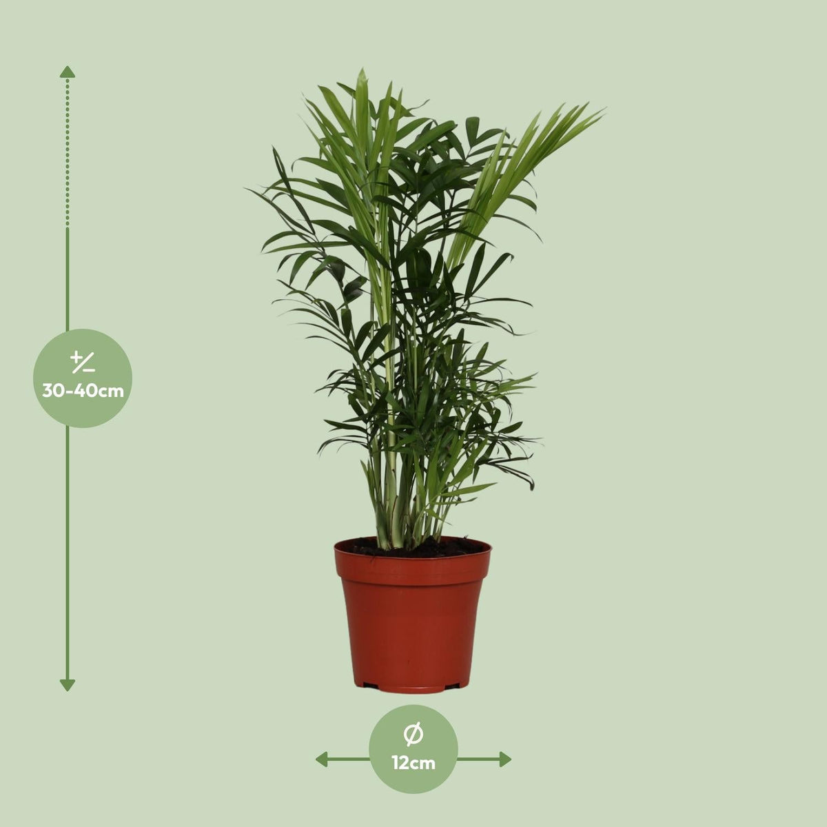 Chamaedorea Elegans – Bergpalme - 40 - 55 cm - Green Guardia - Ihr Experte für Schädlinge und Pflanzen