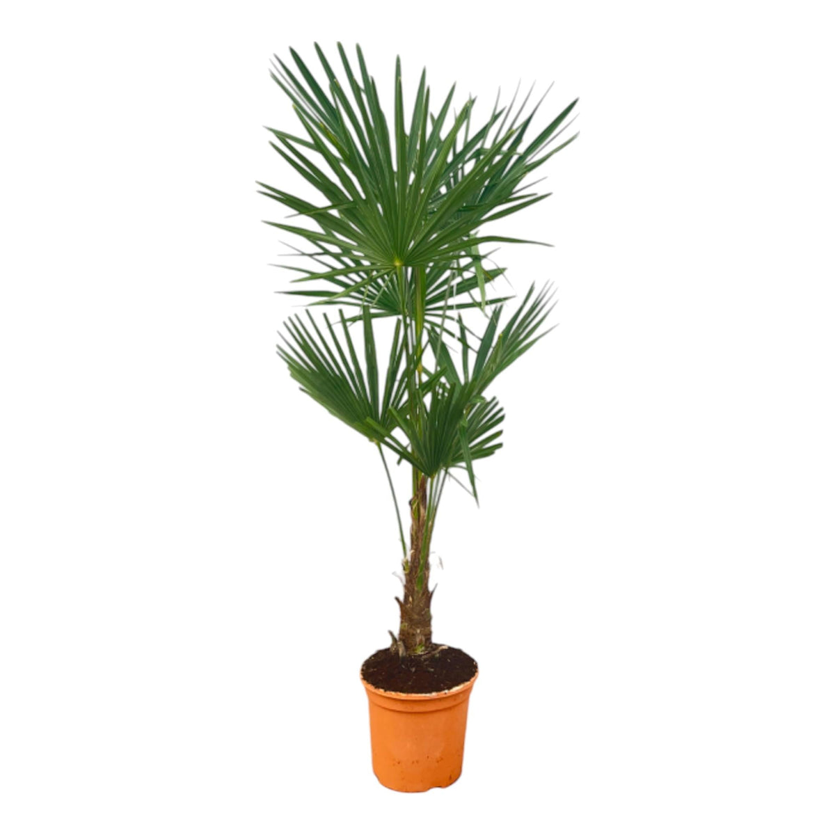 Chinesische Hanfpalme (Trachycarpus fortunei) – 120–240 cm - Green Guardia - Ihr Experte für Schädlinge und Pflanzen