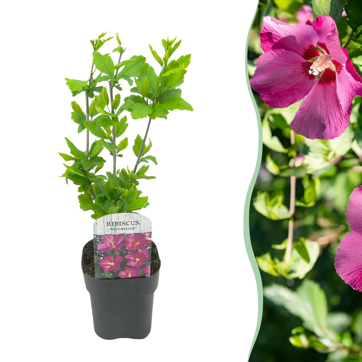 Cornus sibirica – 1 Pflanze, rote Zweige, laubabwerfend, 17 cm Topf, 45 cm hoch - Green Guardia - Ihr Experte für Schädlinge und Pflanzen