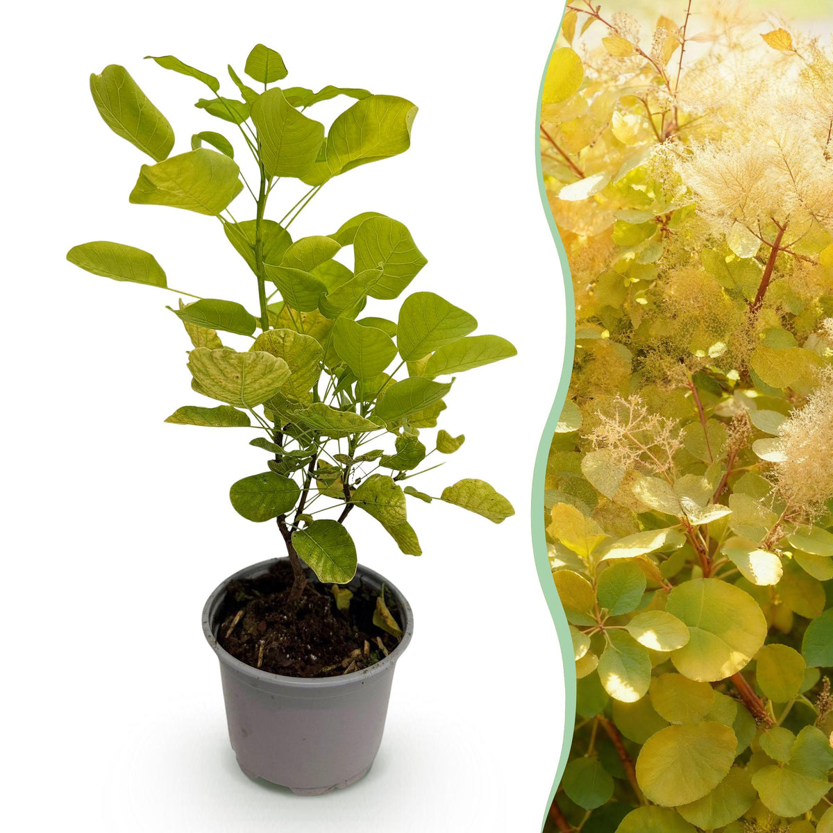 Cotinus coggyria ‘Golden Spirit’ – laubabwerfend & pflegeleicht – gelb – 12 cm Topf, ca. 35 cm hoch - Green Guardia - Ihr Experte für Schädlinge und Pflanzen