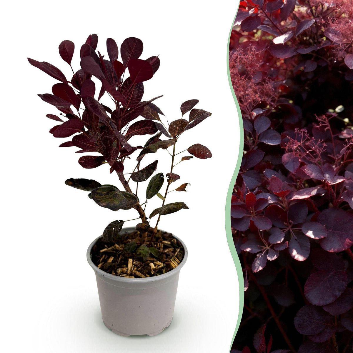Cotinus coggyria ‚Lilla‘ – laubabwerfend & pflegeleicht – lila Blatt – 12 cm Topf, ca. 35 cm hoch - Green Guardia - Ihr Experte für Schädlinge und Pflanzen