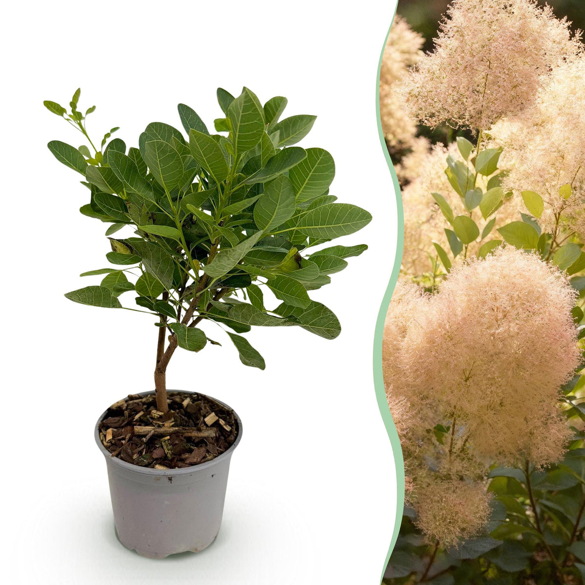 Cotinus coggyria ‘Young Lady’ – laubabwerfend & pflegeleicht – grün – 12 cm Topf, ca. 35 cm hoch - Green Guardia - Ihr Experte für Schädlinge und Pflanzen