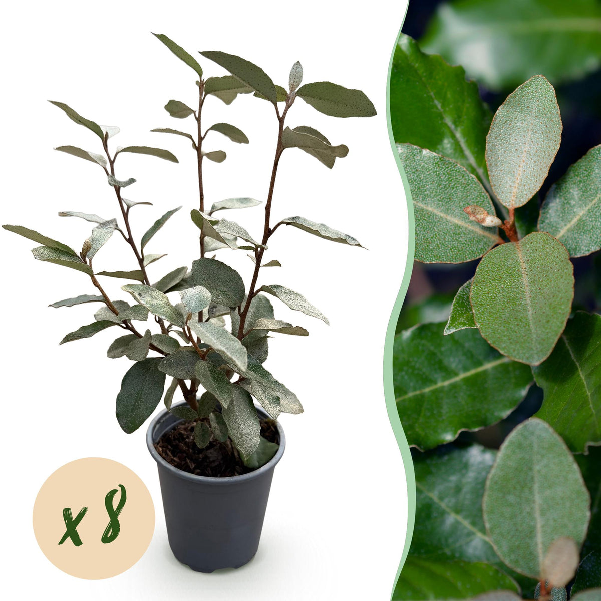Elaeagnus ebbingei ‘Compacta’ – graugrünes Blatt – 8 Pflanzen – ca. 1 laufender Meter – immergrün – 9 cm Topf, 30–35 cm hoch - Green Guardia - Ihr Experte für Schädlinge und Pflanzen