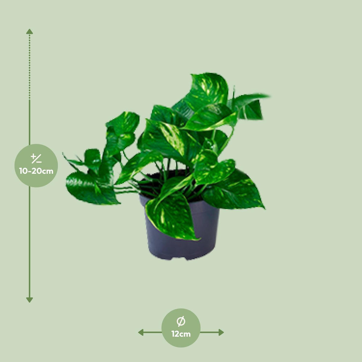 Epipremnum Aureum – Goldene Efeutute - 20 - 25 cm - Green Guardia - Ihr Experte für Schädlinge und Pflanzen