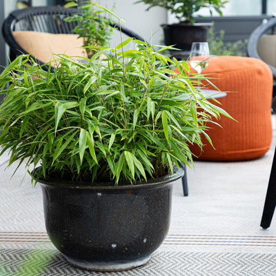 Fargesia rufa – Bambus, grün, immergrün, im 14 cm Topf, 35 cm hoch - Green Guardia - Ihr Experte für Schädlinge und Pflanzen