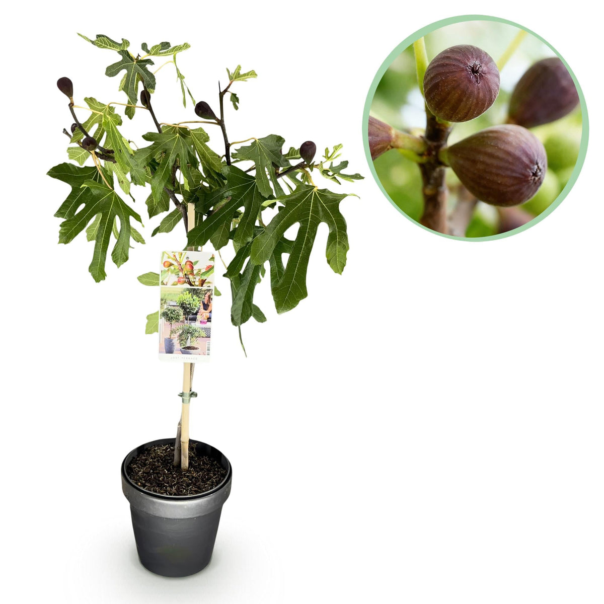 Ficus carica ‚Little Miss Figgy‘ – Terrassenpflanze – laubabwerfend & winterhart – grüne Frucht – 19 cm Topf, ca. 90 cm hoch - Green Guardia - Ihr Experte für Schädlinge und Pflanzen