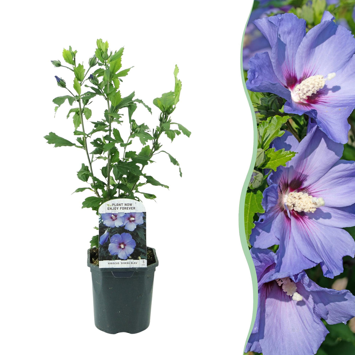 Gartenhibiskus ‘Oiseau Blue’ – blaue Blüten, 1 Pflanze, 17 cm Topf, 45 cm hoch - Green Guardia - Ihr Experte für Schädlinge und Pflanzen