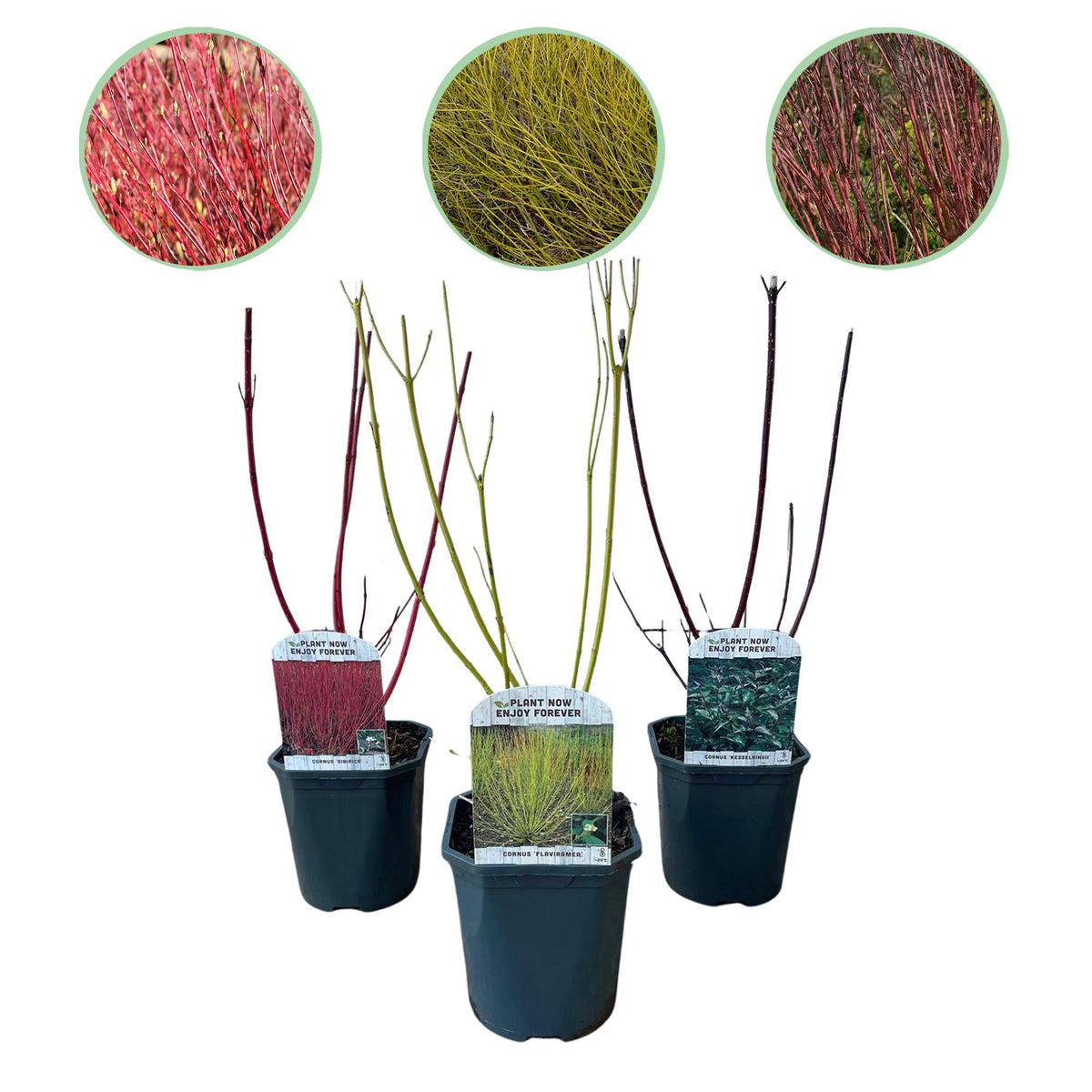 Hartriegel ‘Tricolour’ (Cornus alba) – 3 Pflanzen, laubabwerfend, 17 - cm - Topf, 45 cm Höhe - Green Guardia - Ihr Experte für Schädlinge und Pflanzen