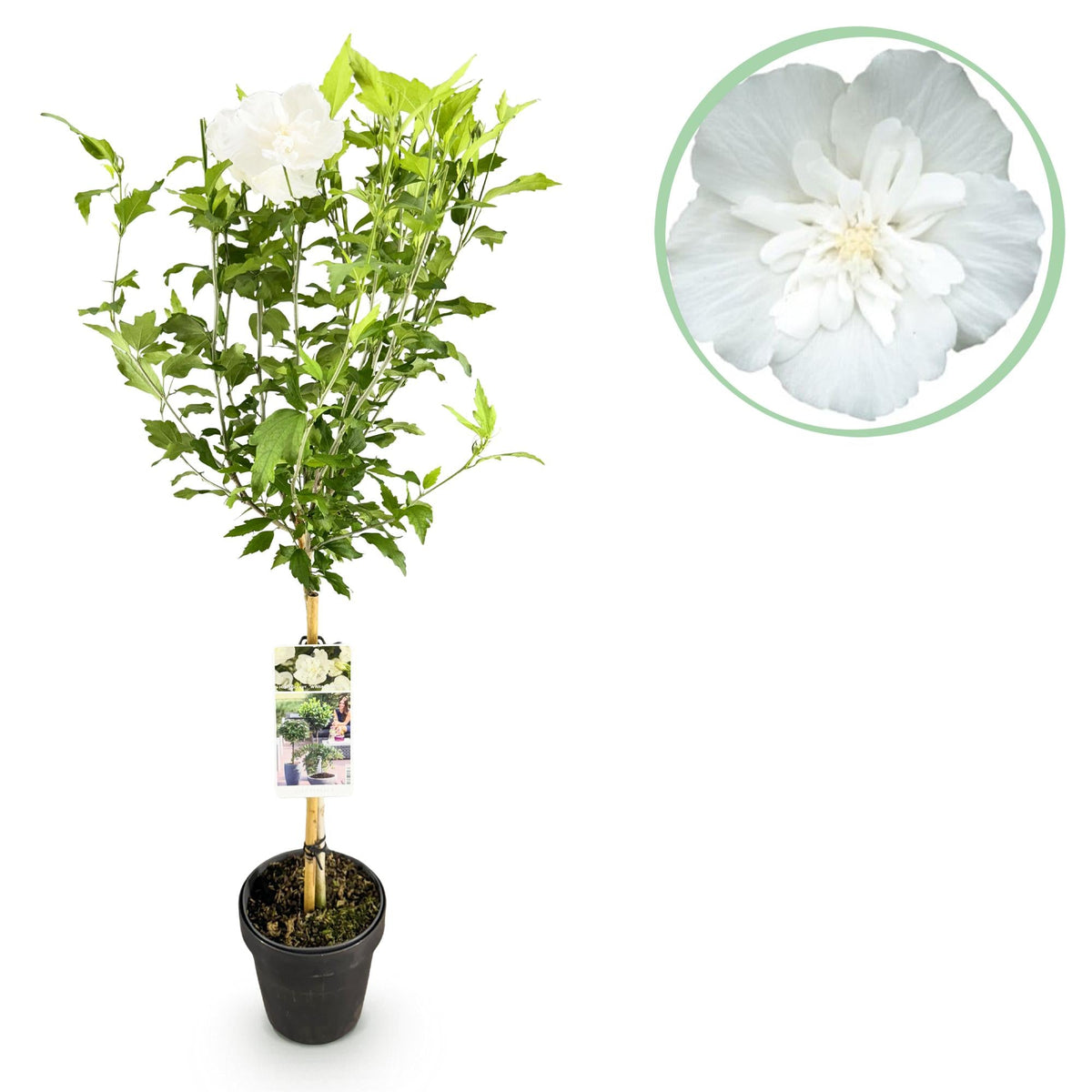 Hibiskus - Stammpflanze ‘White Chiffon’® – winterhart, weiße Blüte, 19 cm Topf, 90 cm - Green Guardia - Ihr Experte für Schädlinge und Pflanzen