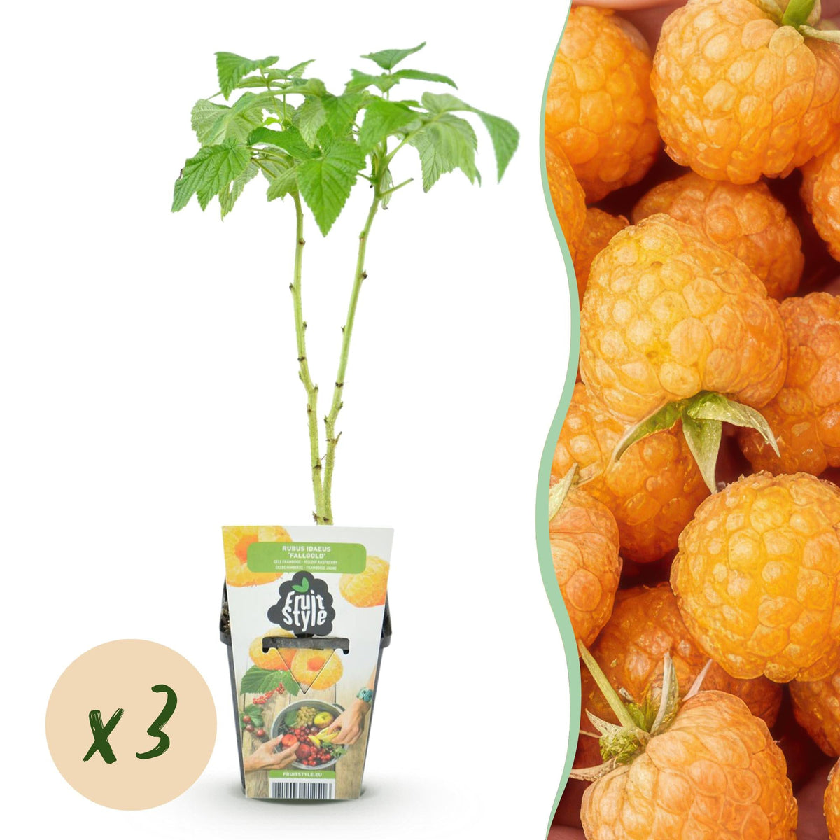 Himbeere – Rubus idaeus ‘Fallgold’ – winterhart – gelbe Himbeeren – 3 - 6 Pflanzen – 9 cm Topf - Green Guardia - Ihr Experte für Schädlinge und Pflanzen