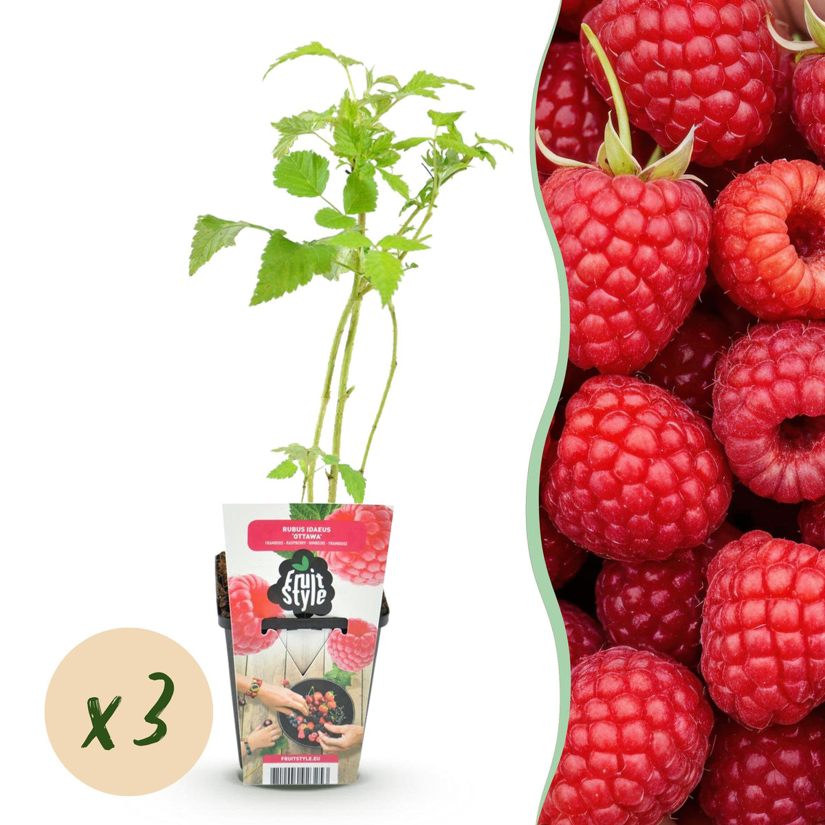 Himbeere – Rubus idaeus ‘Ottawa’ – winterhart – rote Himbeeren – 3 Pflanzen – 9 cm Topf - Green Guardia - Ihr Experte für Schädlinge und Pflanzen