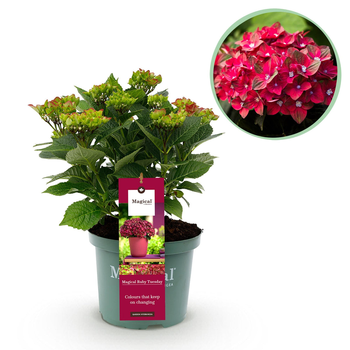 Hortensie Magical Tuesday & Sapphire – rot, 6–10 Blüten, 23 cm Topf, 55 cm hoch - Green Guardia - Ihr Experte für Schädlinge und Pflanzen