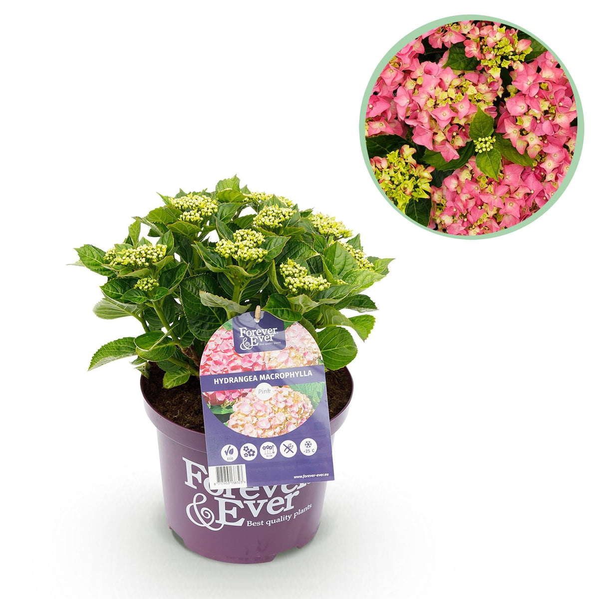 Hortensie Rosa ‘Forever & Ever’ – 7–12 Blüten, 23 cm Topf, 55 cm hoch - Green Guardia - Ihr Experte für Schädlinge und Pflanzen