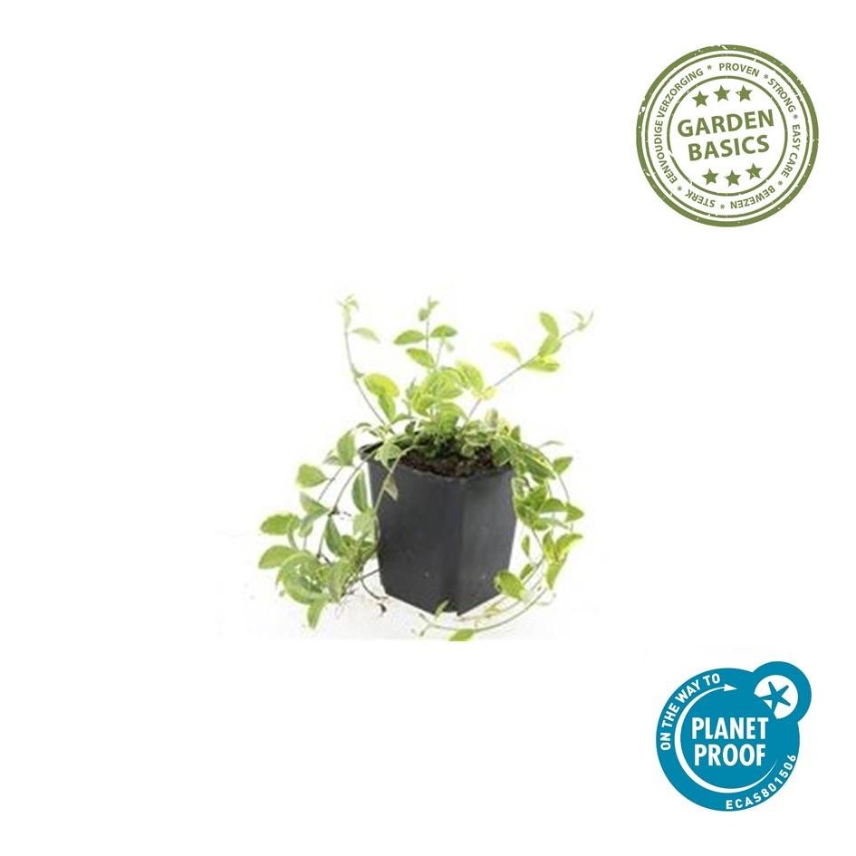Immergrün ‘Aureovariegata’ – niedrig wachsend, 9 cm Topf, 10–25 cm Höhe - Green Guardia - Ihr Experte für Schädlinge und Pflanzen