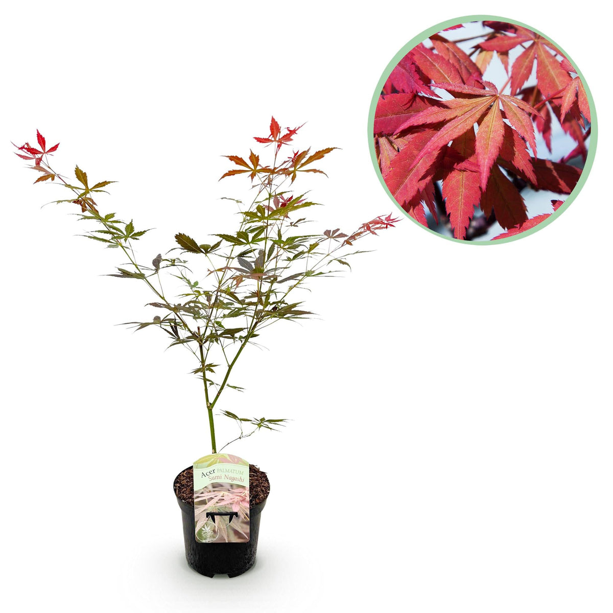 Japanischer Fächerahorn ‘Sumi - nagashi’ – rot, laubabwerfend, 19 cm Topf, 70 cm hoch - Green Guardia - Ihr Experte für Schädlinge und Pflanzen