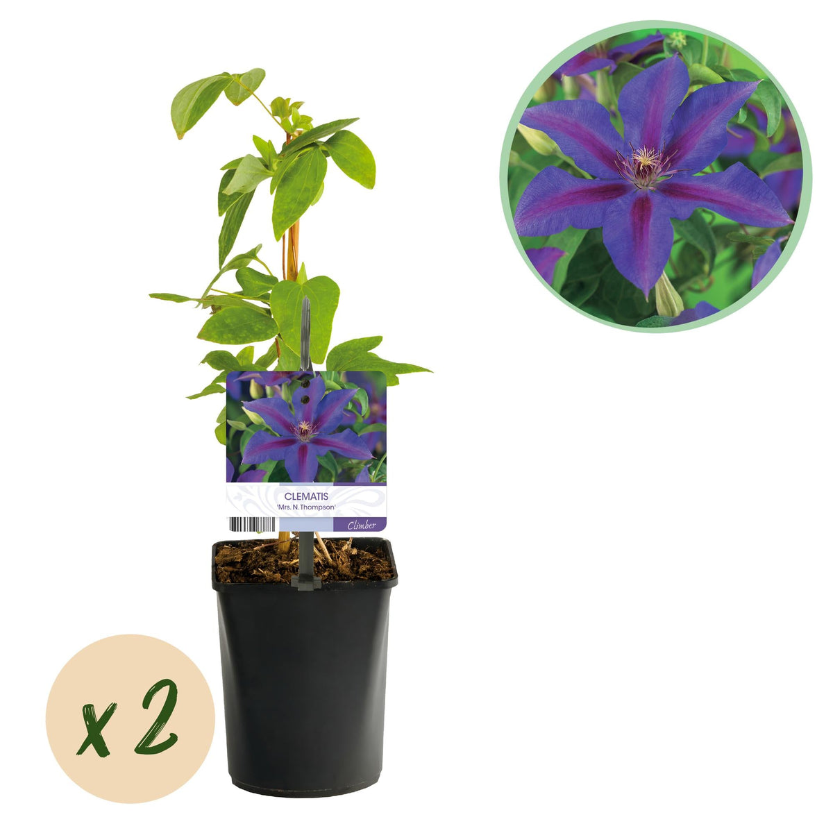 Kletterpflanze – Clematis ‘Mrs. N. Thompson’ – rosa Blüte – pflegeleicht – 2 Pflanzen – 11 cm Topf, ca. 40 cm hoch - Green Guardia - Ihr Experte für Schädlinge und Pflanzen