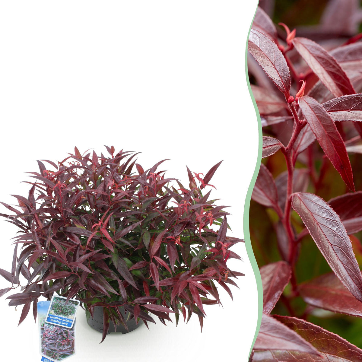 Leucothoe ‘Burning Love’ – immergrün & pflegeleicht – rot – 17 cm Topf, ca. 45 cm hoch - Green Guardia - Ihr Experte für Schädlinge und Pflanzen