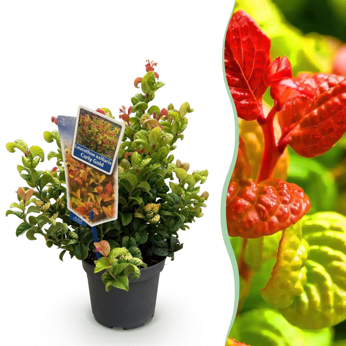 Leucothoe ‘Curly Gold’ – immergrün & pflegeleicht – gelb – 17 cm Topf, ca. 40 cm hoch - Green Guardia - Ihr Experte für Schädlinge und Pflanzen