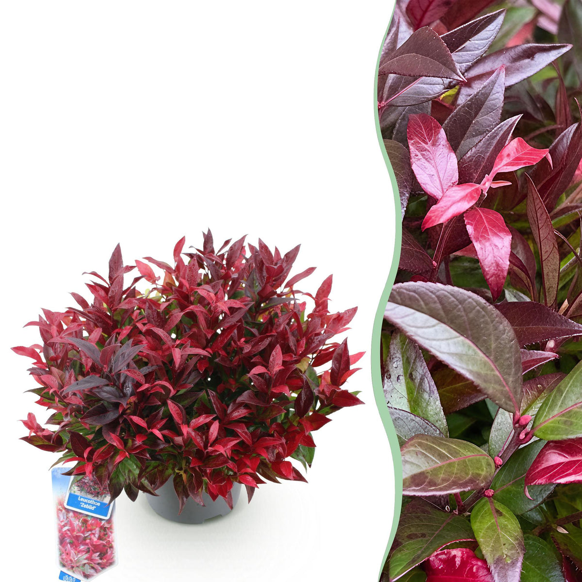 Leucothoe ‘Zeblid’ – immergrün & pflegeleicht – rot – 17 cm Topf, ca. 45 cm hoch - Green Guardia - Ihr Experte für Schädlinge und Pflanzen