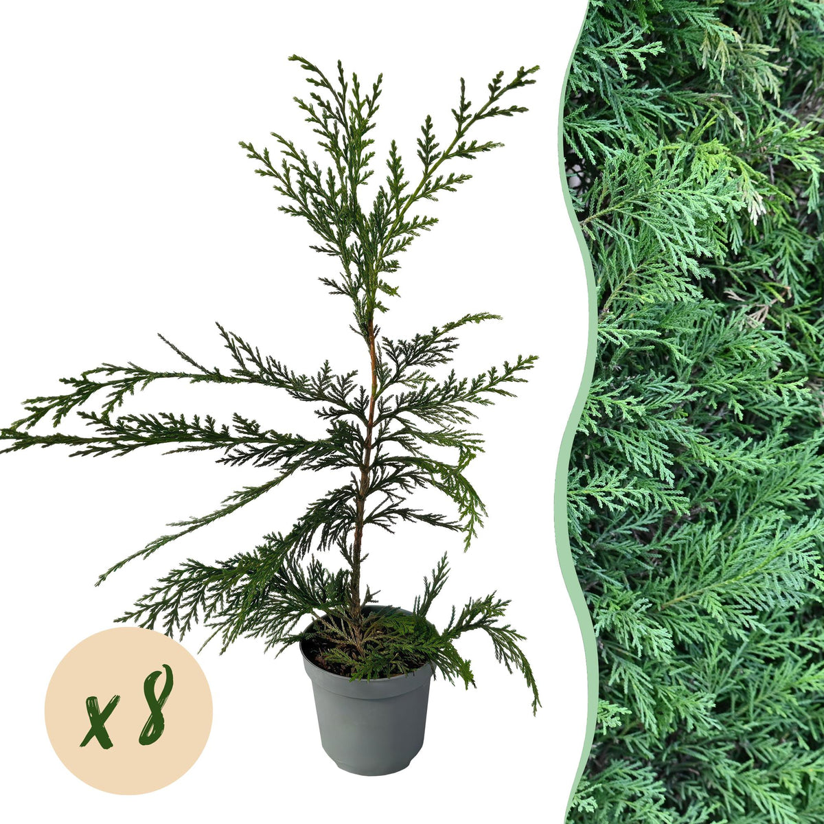 Leyland - Zypresse (Cupressocyparis leylandii) – 8 Pflanzen = 1 m Hecke, 35–40 cm, immergrün - Green Guardia - Ihr Experte für Schädlinge und Pflanzen
