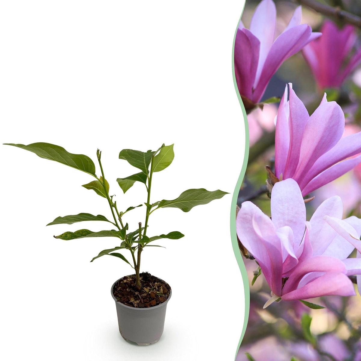 Magnolia ‘Betty’ – laubabwerfend & pflegeleicht – weiße Blüte – 12 cm Topf, ca. 30 cm hoch - Green Guardia - Ihr Experte für Schädlinge und Pflanzen